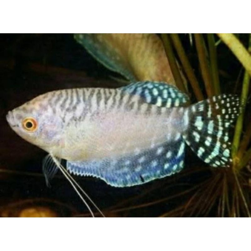 Sepat albino / ikan hias / hiasan aquarium