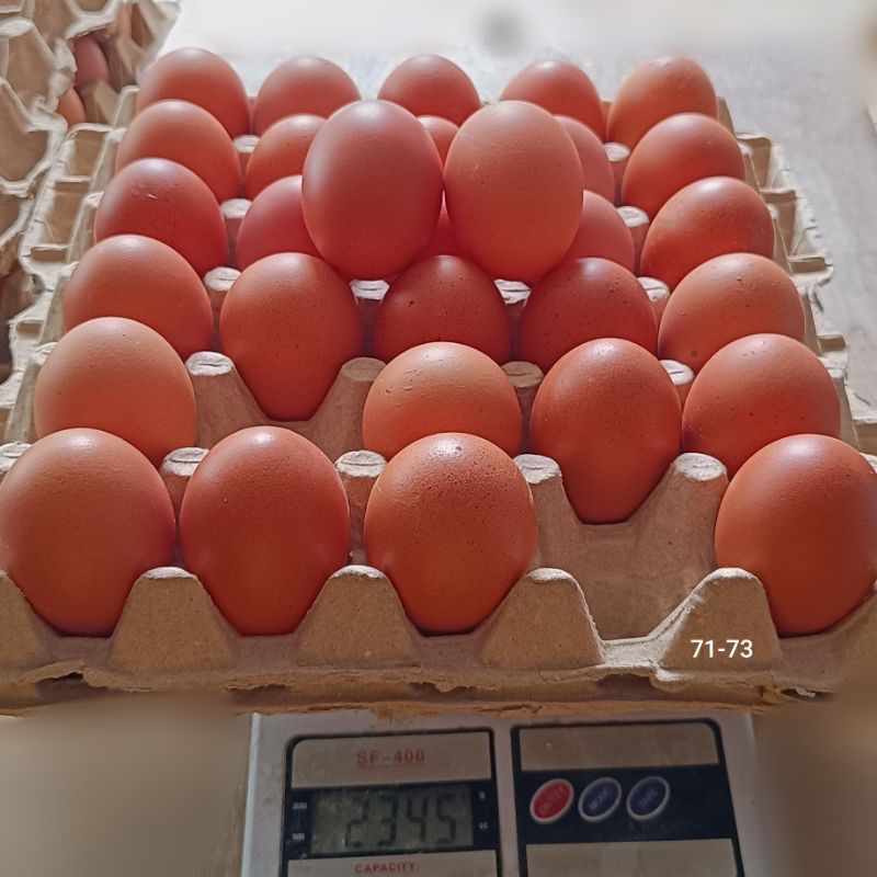 

Telur ayam negeri/eropa 30butir