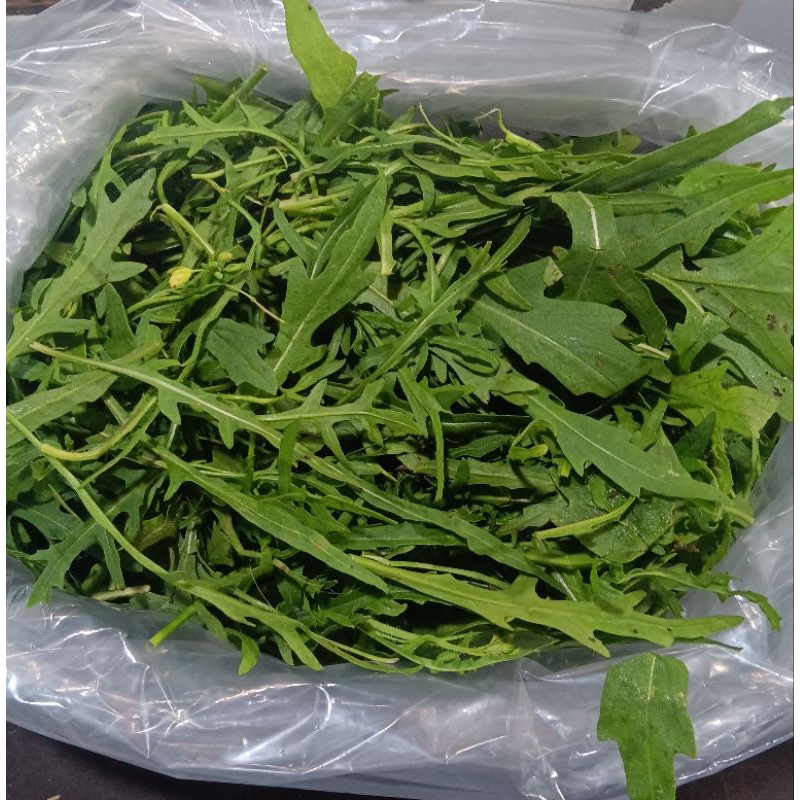 

daun aragula segar 100gr
