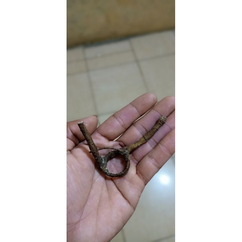 Akar mimang Asli alam