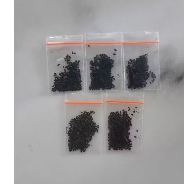 

paket biji mix bunga vinca 200 butir 25 warna