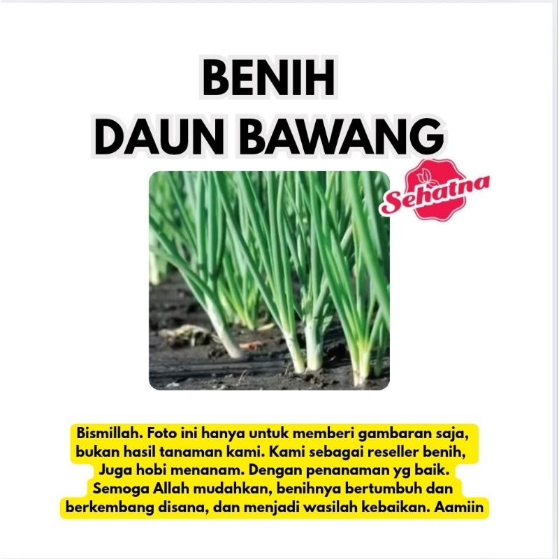 BENIH DAUN BAWANG FRAGRANT BENIH SERIBUAN