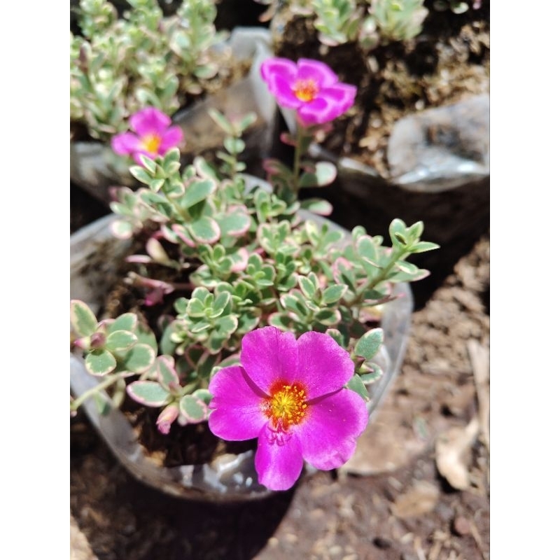Promo COD tanaman hias portulaca pink - tanaman hias krokot mawar - krokot variegata - tanaman hias 