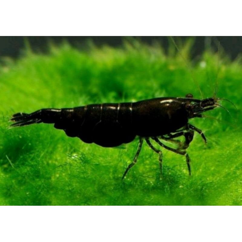 Udang hias / Hiasan Aquarium
