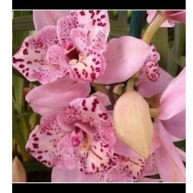 anggrek dendrobium pink princess dewasa