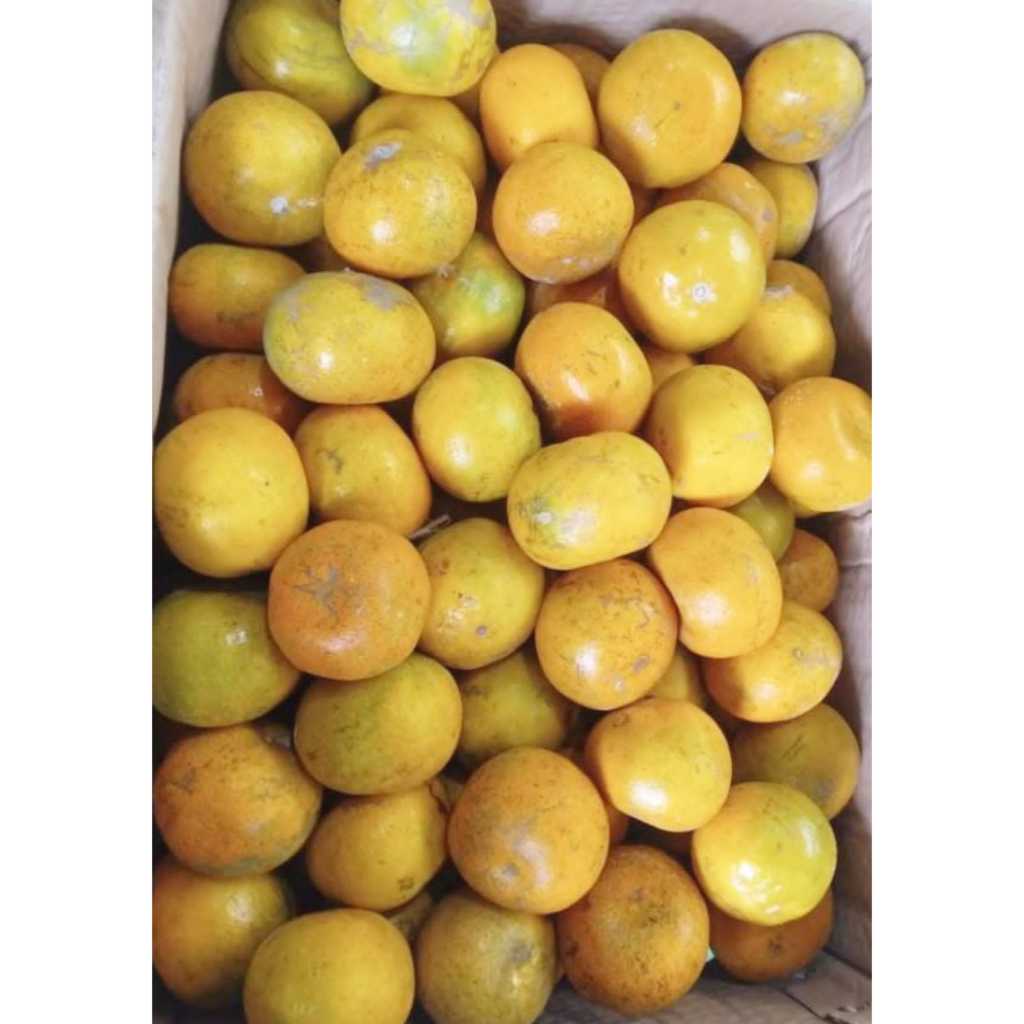 

JERUK MEDAN BERASTAGI