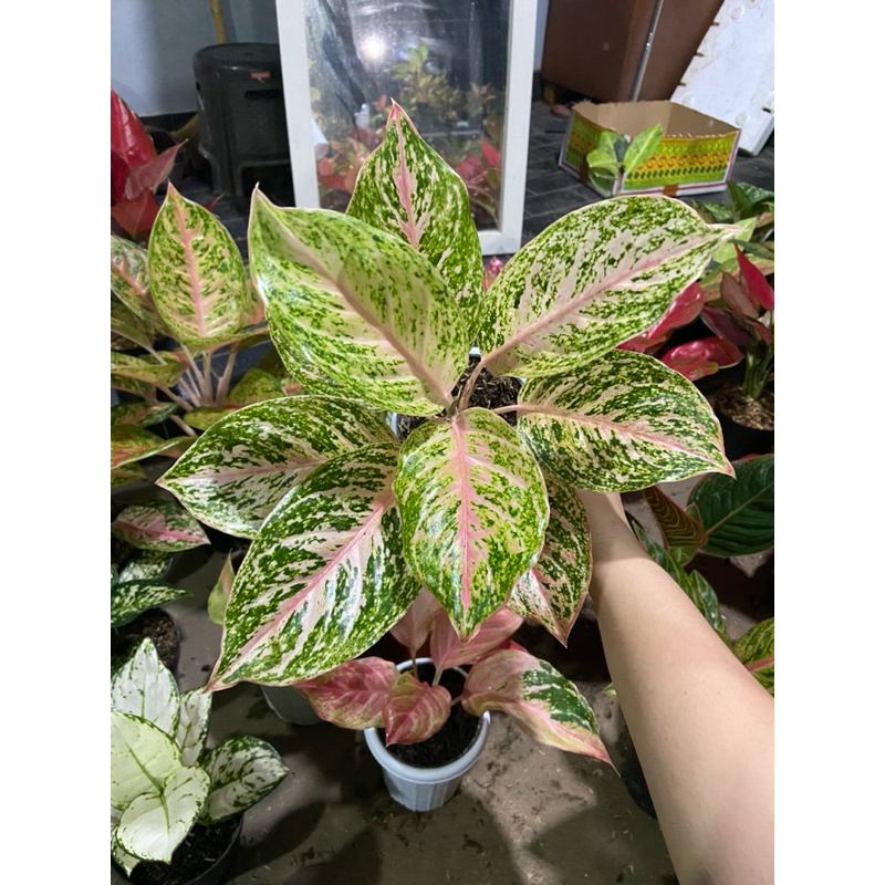 Aglaonema Bidadari ekonomis