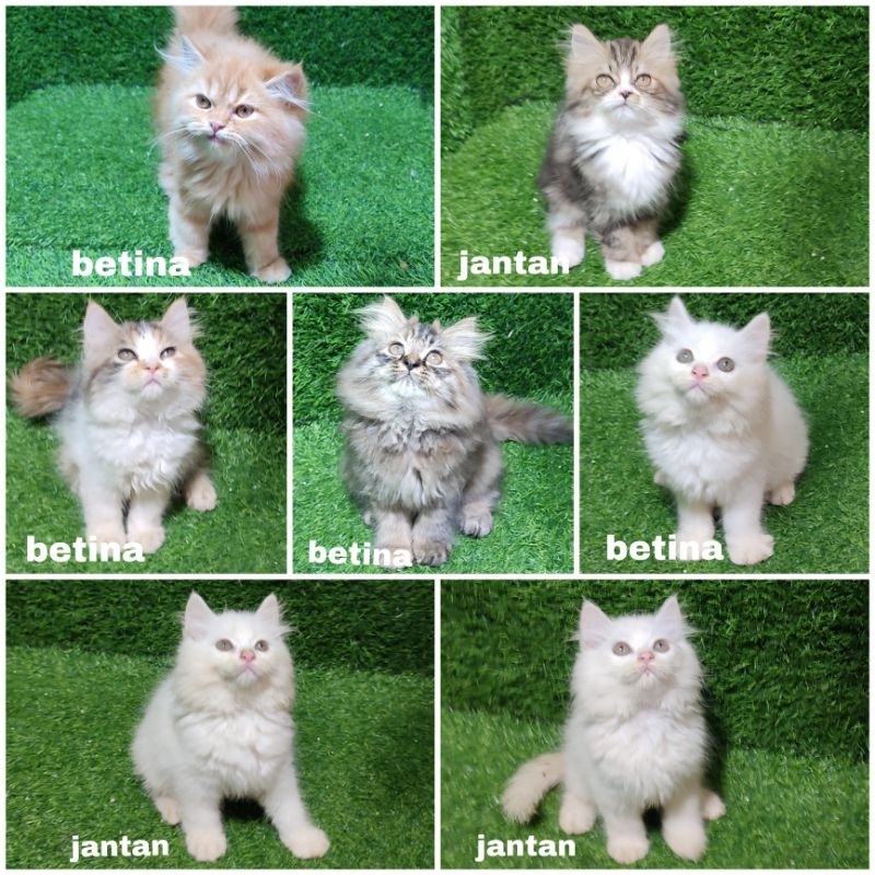 kucing bulu kapas kucing persian umur 2.5 bulan