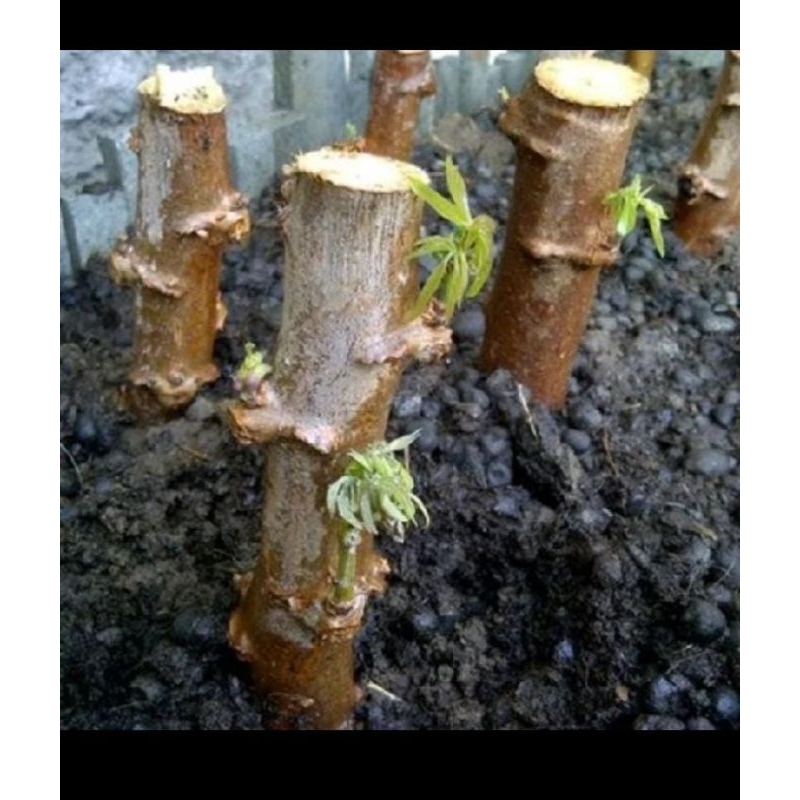 

batang singkong lema roti