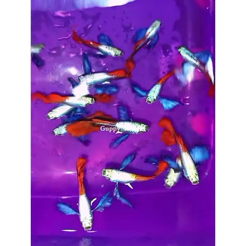Hiasan Aquarium Guppy PRTDE (Paket 1 Pasang)