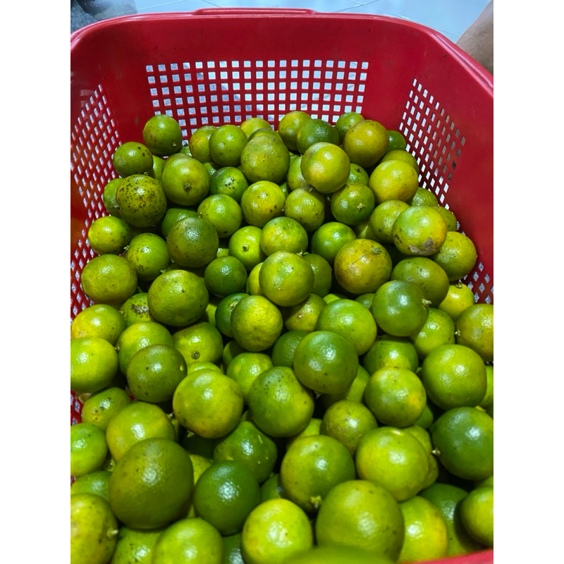 

Jeruk Sonkit Kasturi Jeruk Peras Kiamboy | 1/2~2KG