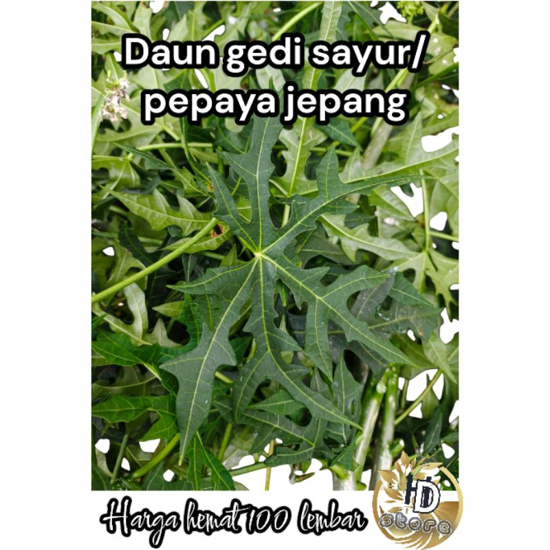 

daun gedi sayur/daun pepaya jepang 100 lembar
