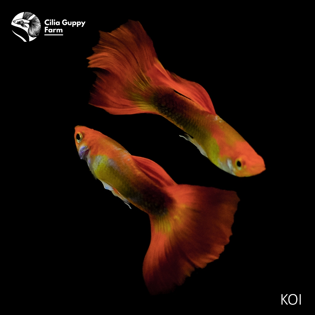 Guppy Koi | Hiasan Aquarium | Hiasan Aquascape | Hiasan Akuarium | Ikan Guppy | Ikan