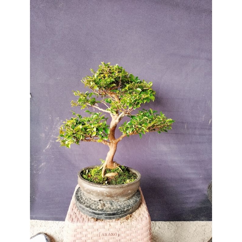 bonsai anggur brazil kupalandak