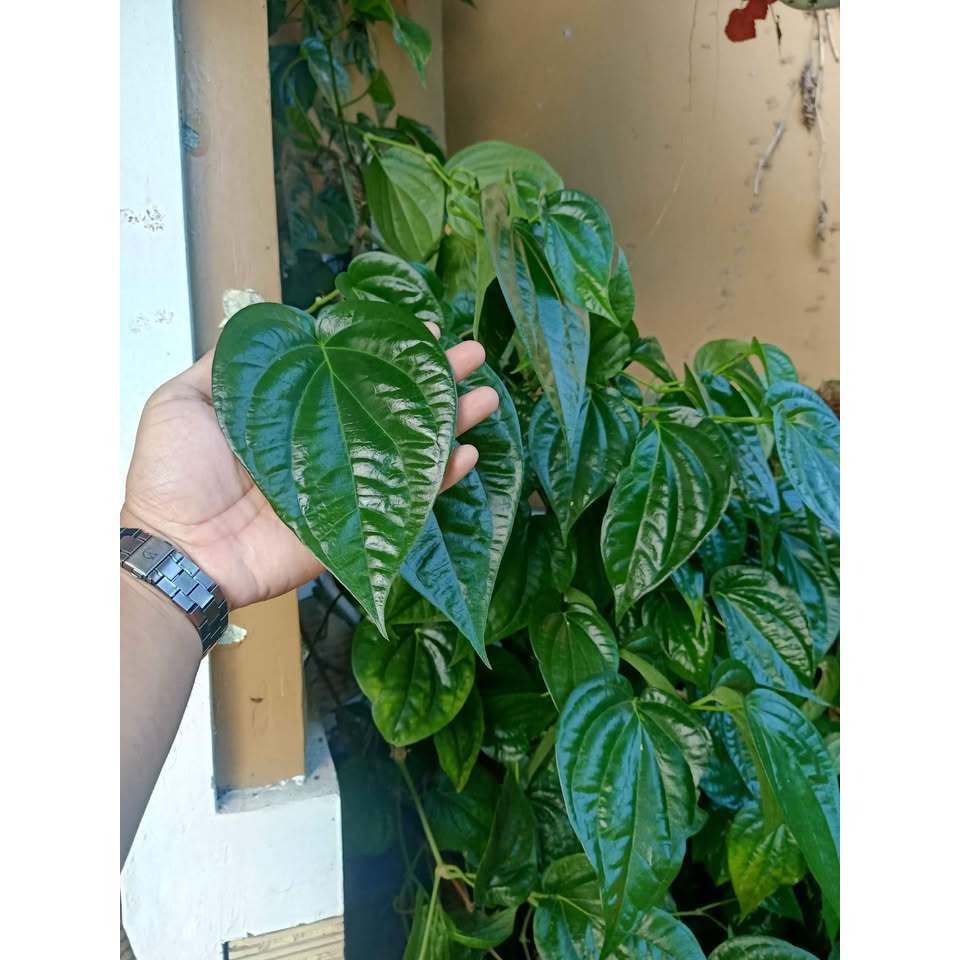 

Daun Sirih Hijau Fresh | Petik Langsung | Obat Herbal & Tradisional