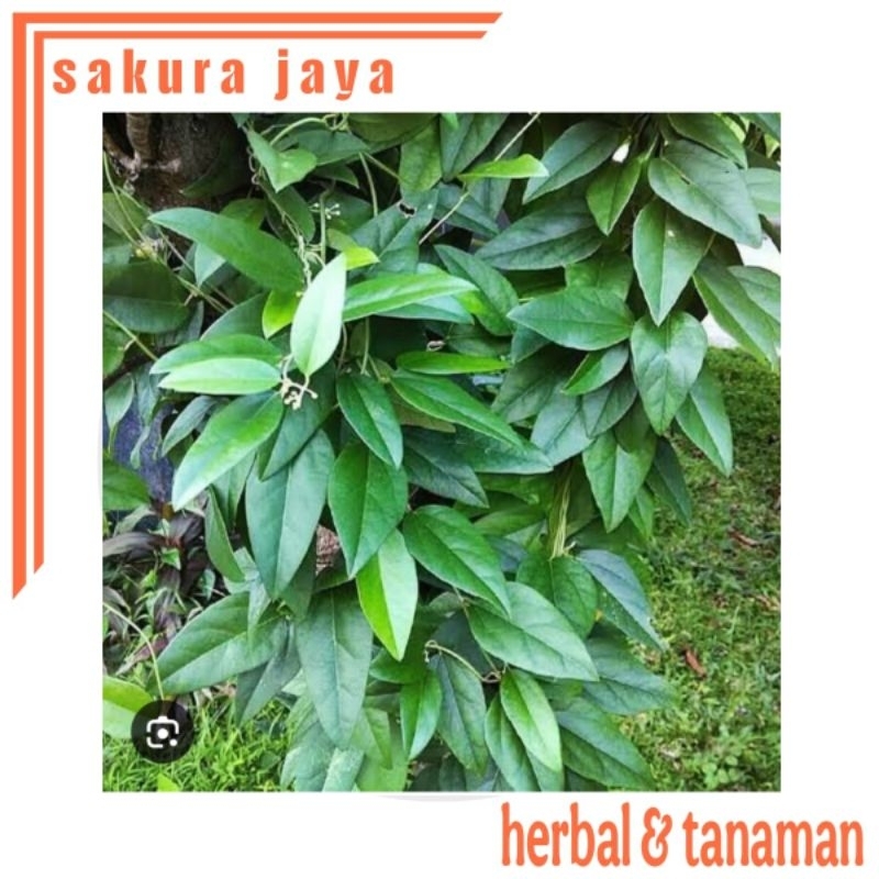 

Daun cincau rambat Jelly tanpa bulu kilat 100 lembar murah jeli