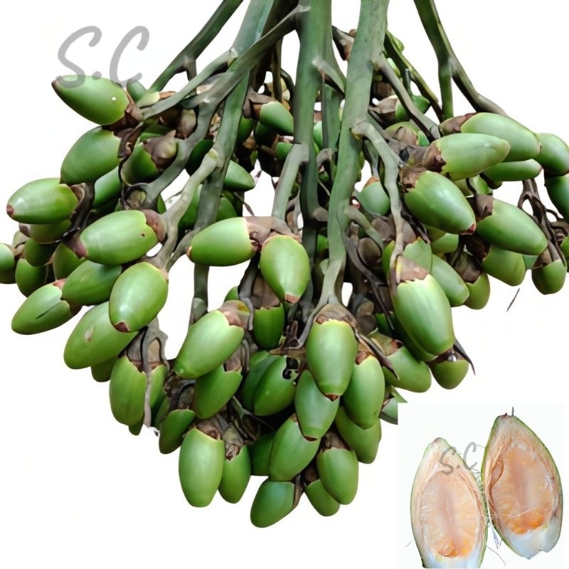 

Buah Pinang Muda Fresh Herbal Stamina 1kg