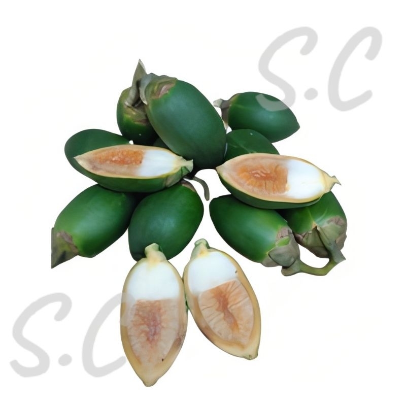

STAMINA HERBAL PRIA Buah Pinang Muda Per 500-1000 gram fresh