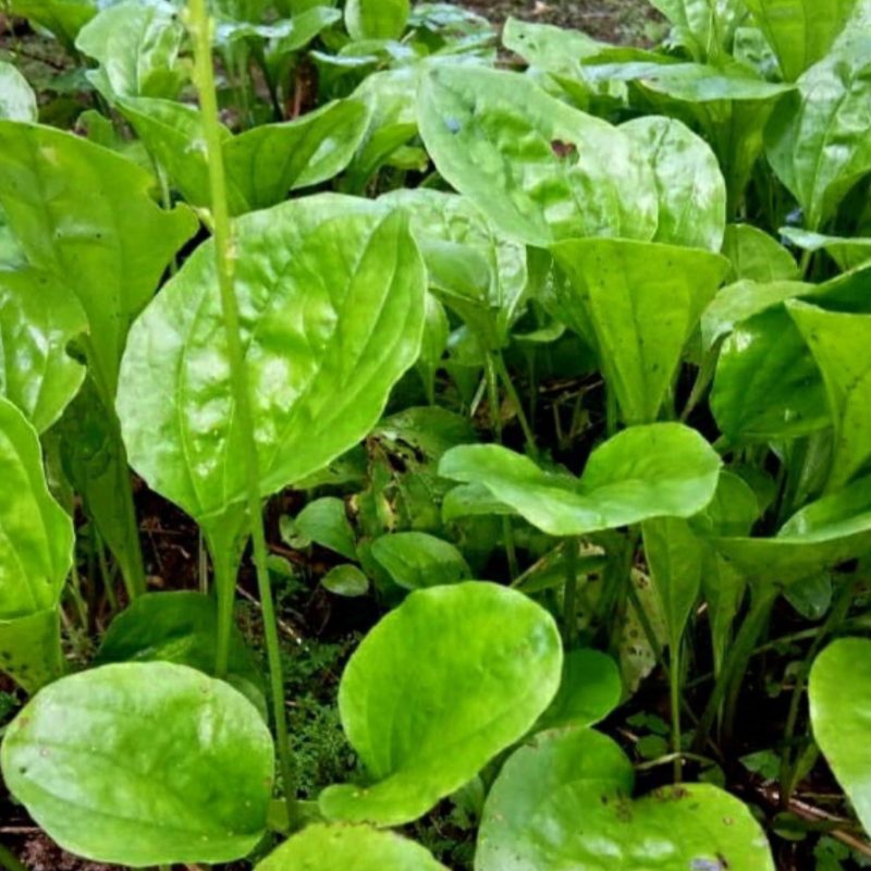 

Terbaik Daun Ki Urat Herbal 100 gram