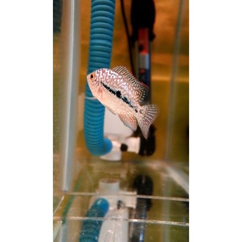 super red kamfa F2 VIP import -+ 3,5cm