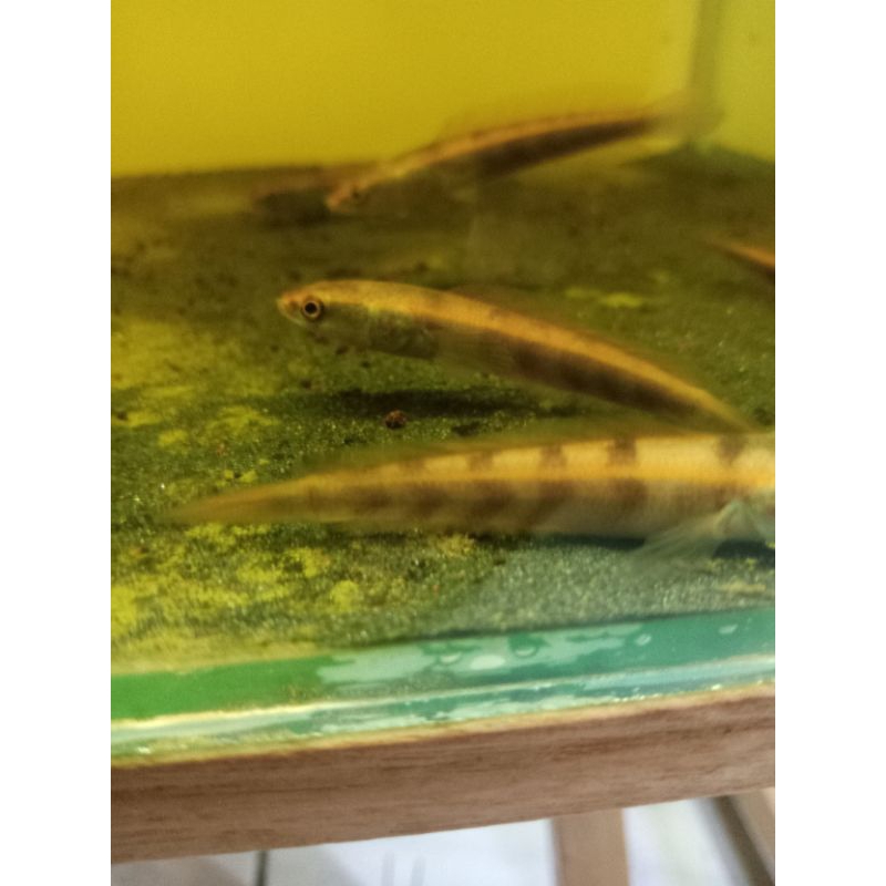 red Barito Size 5-6cm Simet²