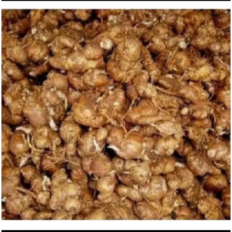

jual umbi kencur fres baru petik siap order per 1 kg