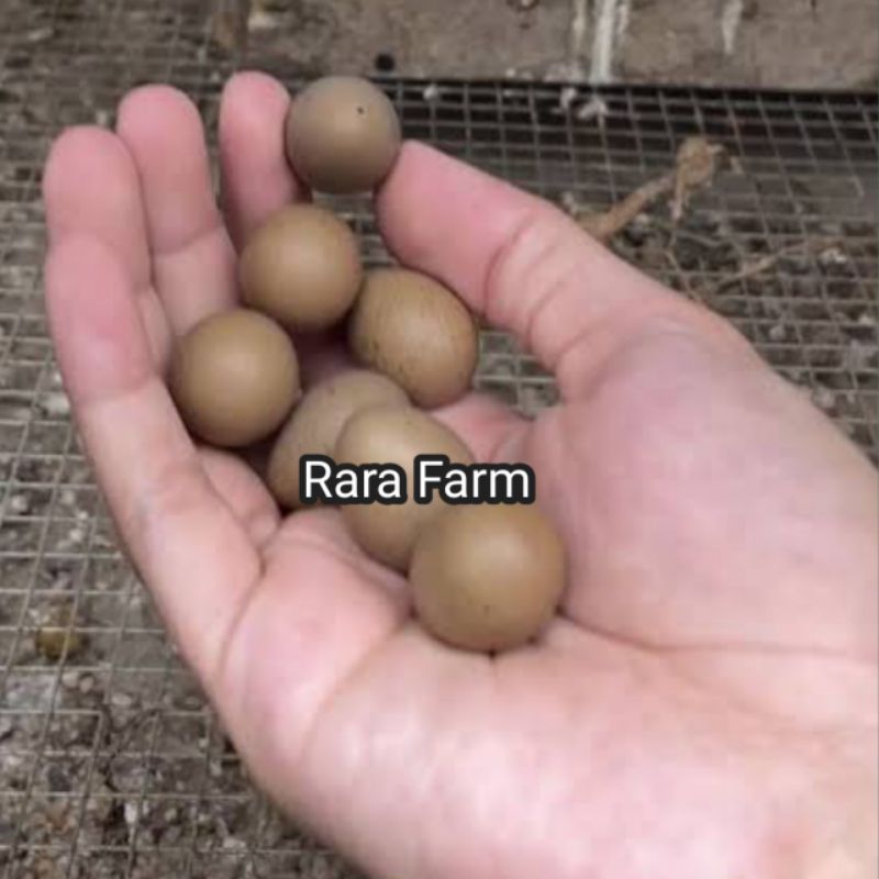 

Telur puyuh Hias Puyuh Batu untuk di Tetaskan