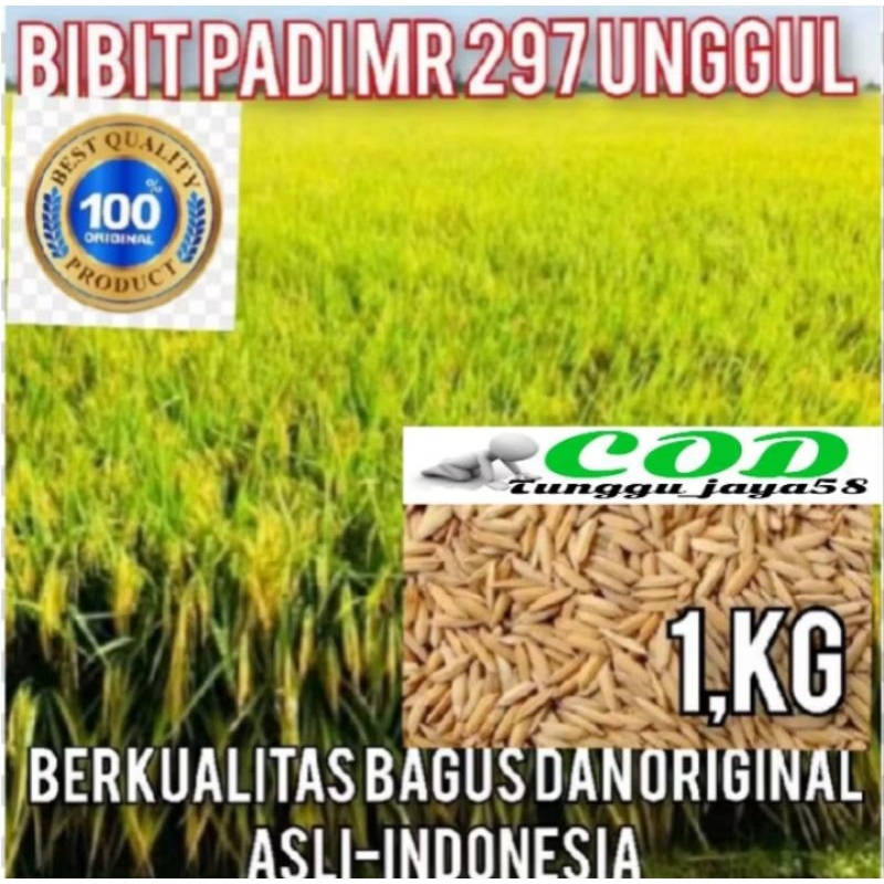 1 KG BENIH PADI MR 297 SUPER UNGGUL BATANG BESAR ANTI ROBOH TAHAN PENYAKIT