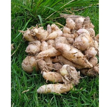 

Kencur muda 500gr masih fress