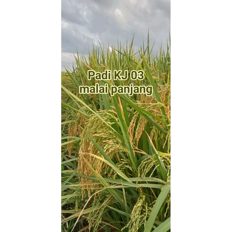 BENIH PADI KJ 03 MALAI PANJANG SUPER UNGGUL BERKUALITAS PER 1KG