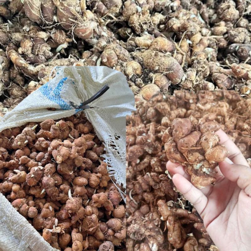 

kencur fress untuk bumbu masakan kemasan 250grm-1kg