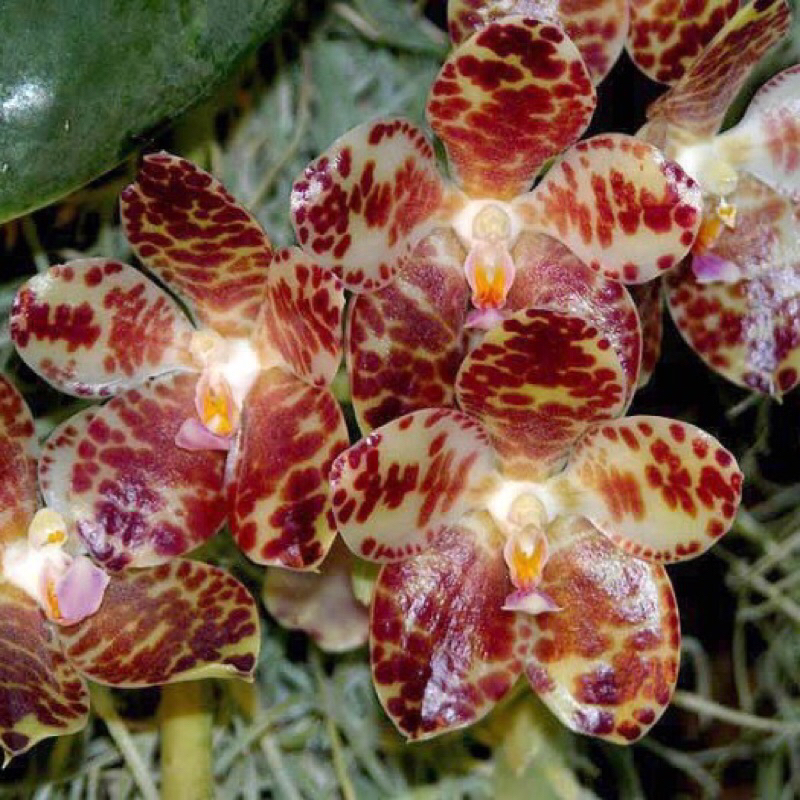 Anggrek Phalaenopsis Gigantea Remaja
