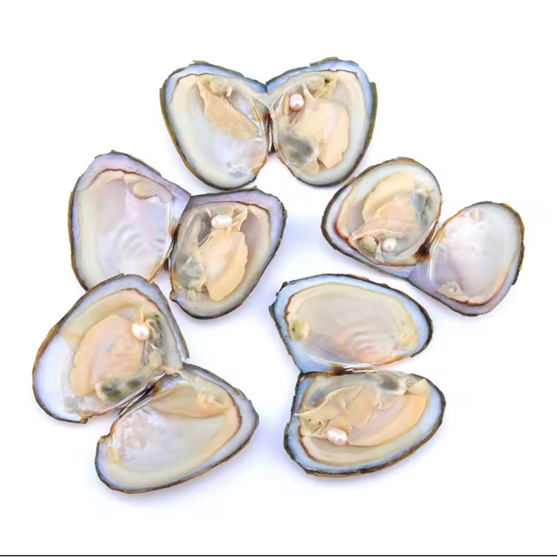 kerang Mutiara asli air tawar