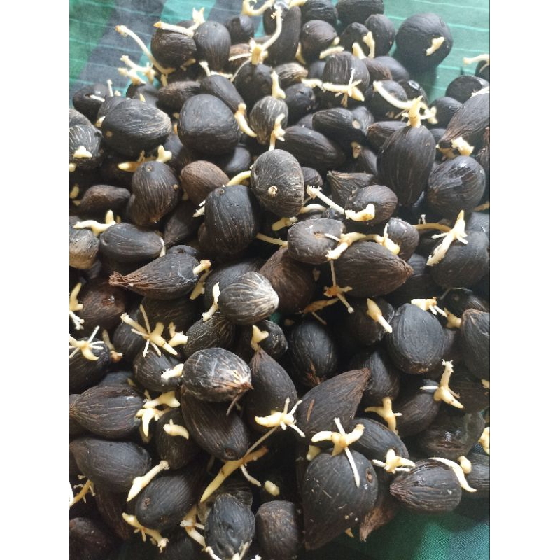 kecambah unggul kelapa sawit jenis TENERA biji kecil