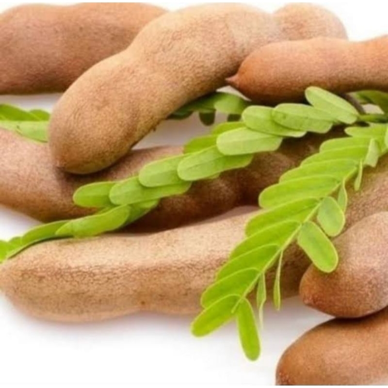

Asam jawa mentah / muda 1 kg