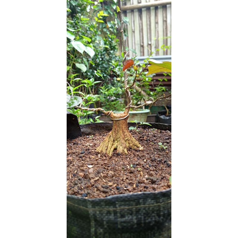 waru merah prokar, bahan bonsai