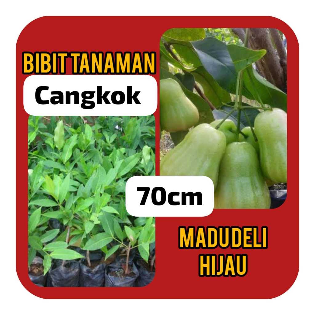 Bibit Jambu Madu Deli 70 cm Cangkok
