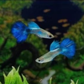 GUPPY BLUE DIAMOND perpasang