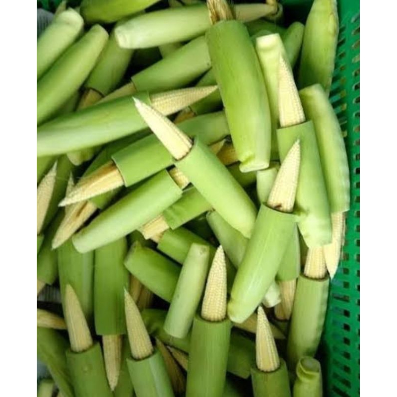 

jagung putren