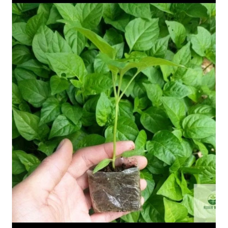 tanaman cabai setan. bibit cabai setan per pohon