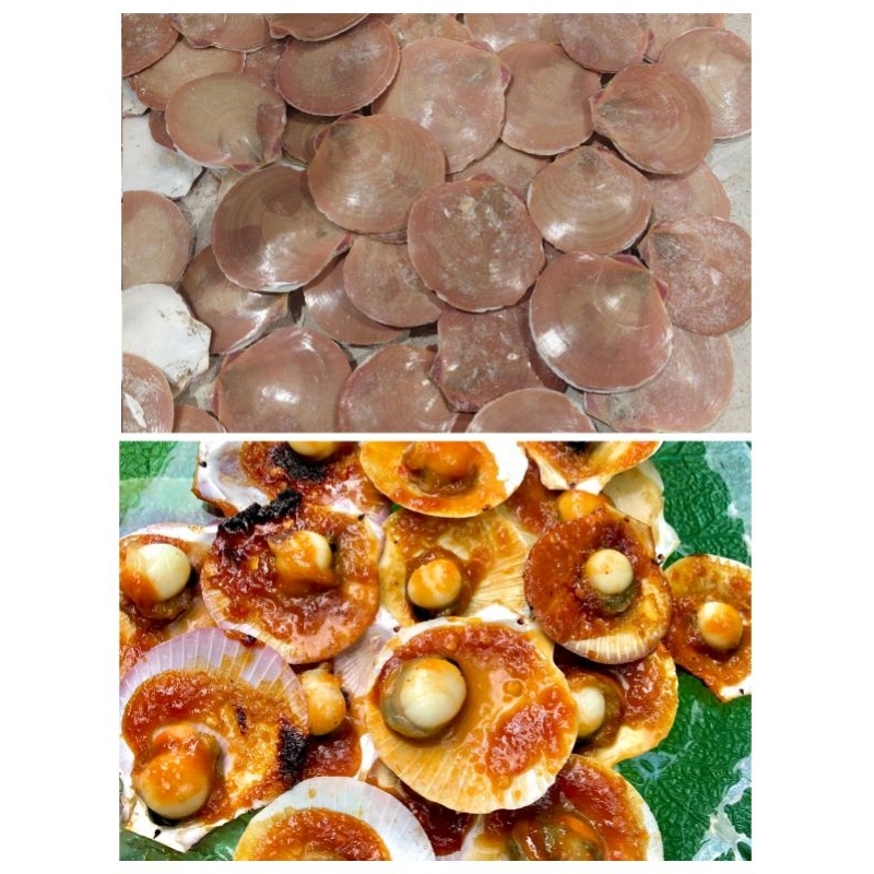 

Kerang Simping Scallop 500 gram