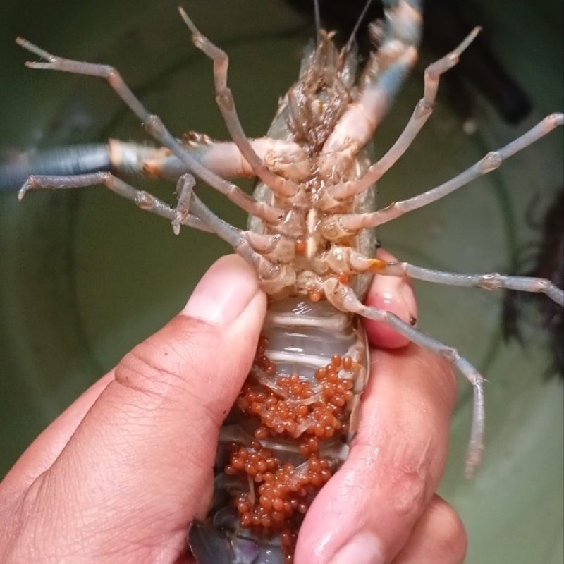 

lobster air tawar gendong telur jenis konsumsi