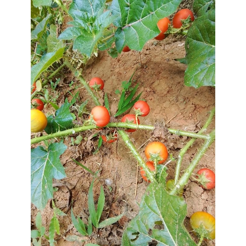 terong pari atau terong hutan per buah