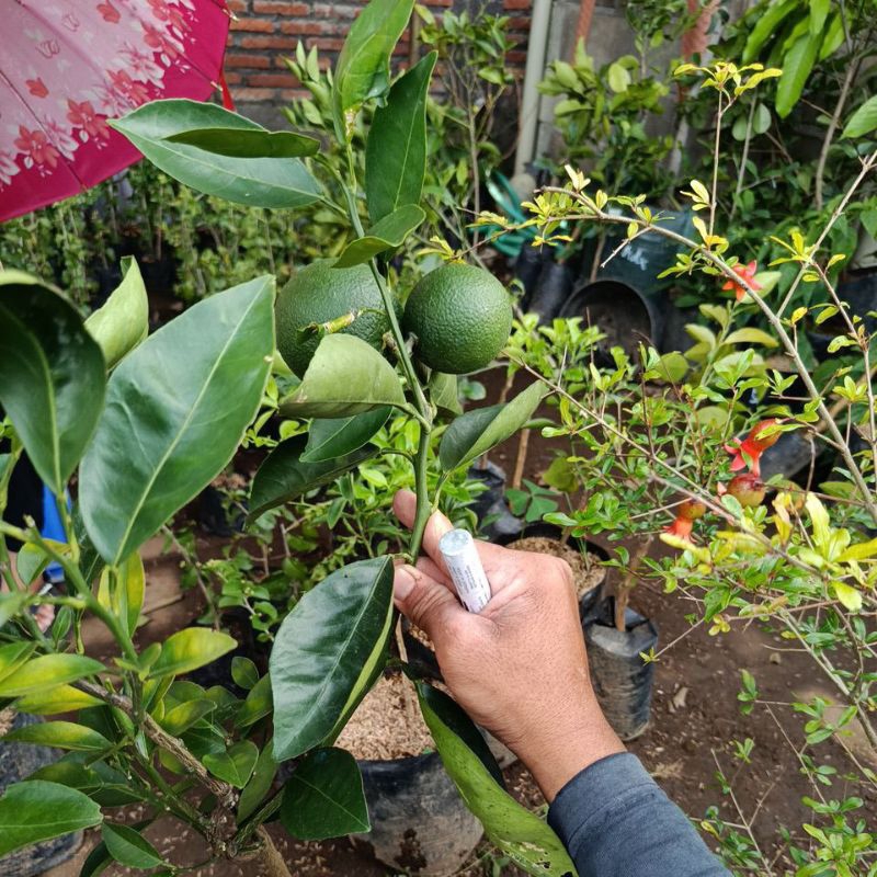 bibit jeruk manis baby java sunkis madu tanggung berbuah