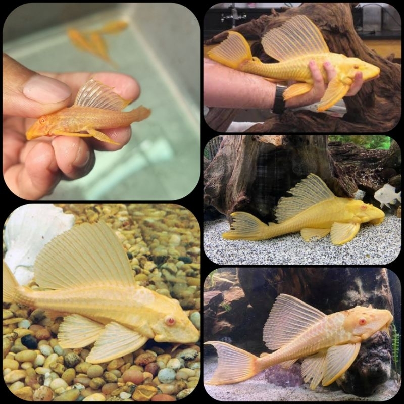 ikan pleco gibbiceps L083 atau sailfin pleco untuk aquarium dan aquascape