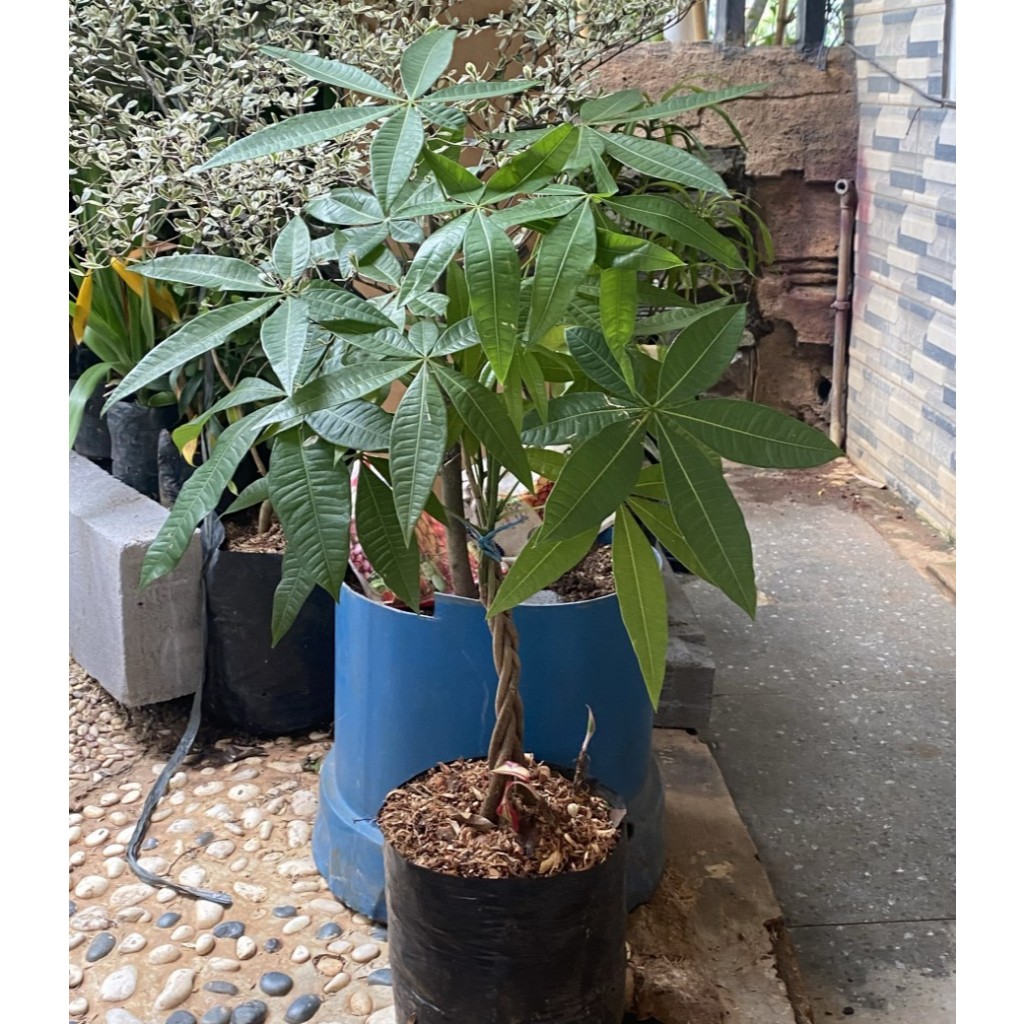 Tanaman Hias Pachira Kepang // tanaman hias pachira