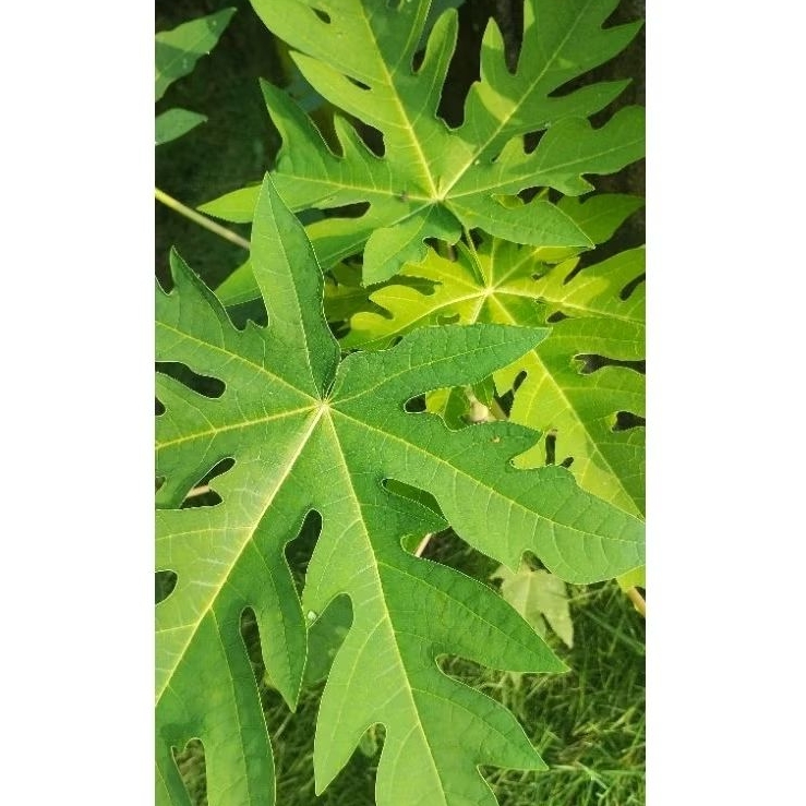 

daun pepaya segar 500gr,dipetik saat dipesan