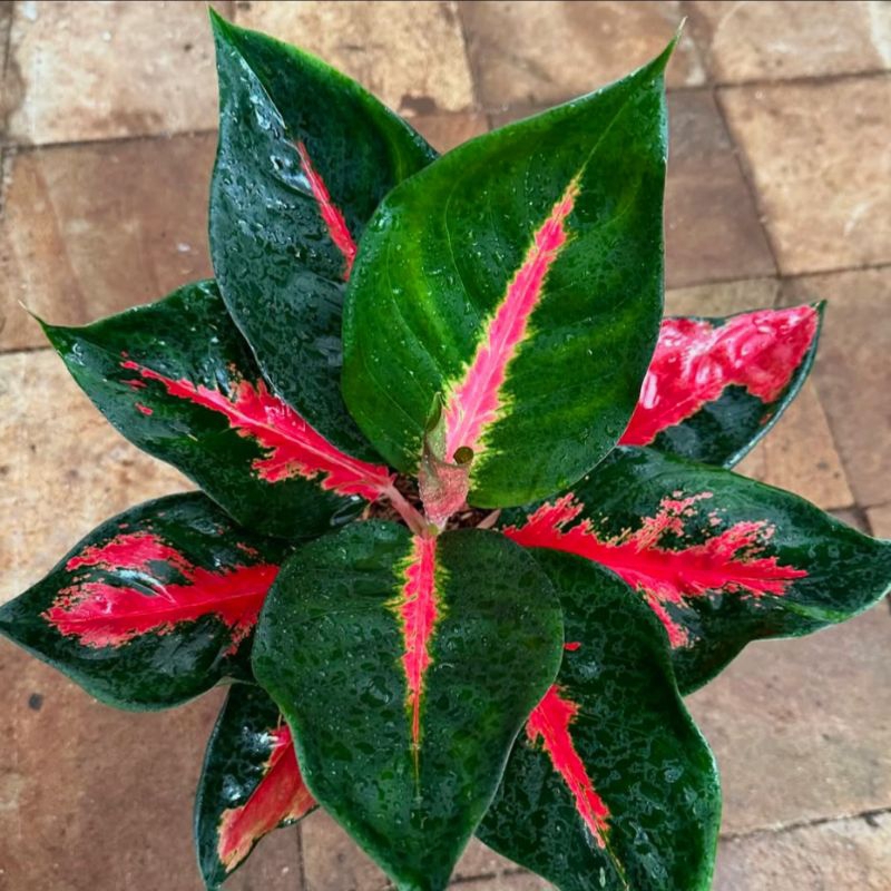 ( GRATIS ONGKIR ) Aglonema Suksom Lilin Tanian Lokal Tanaman Hias Bunga Aglaonema Murah Merah BUKAN 