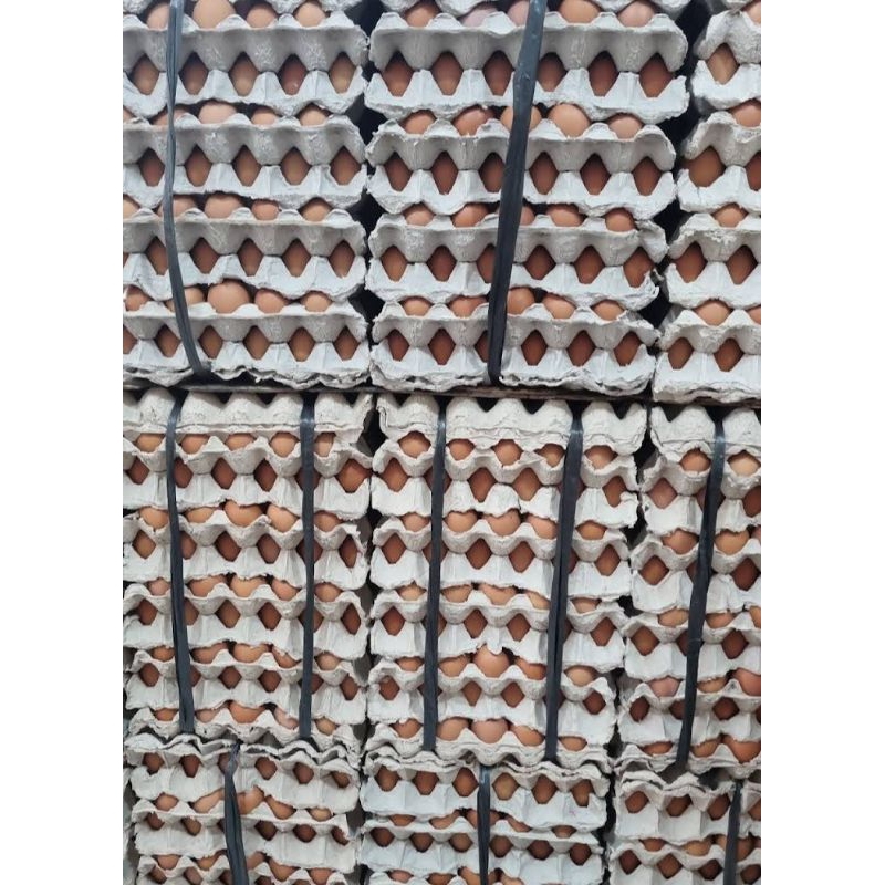 

telur ayam