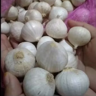 

bawang putih tunggal yg besar dan putih 100g